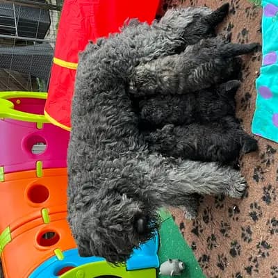 Bild aus Bouviers des Flandres vom Spicher Wäldchen in Nordrhein-Westfalen, wo unsere Bouvier des Flandres-Hunde in einer liebevollen Umgebung aufwachsen.