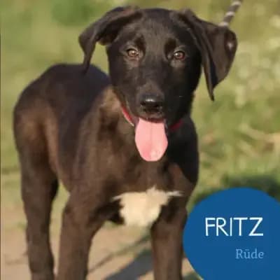 Fritz
