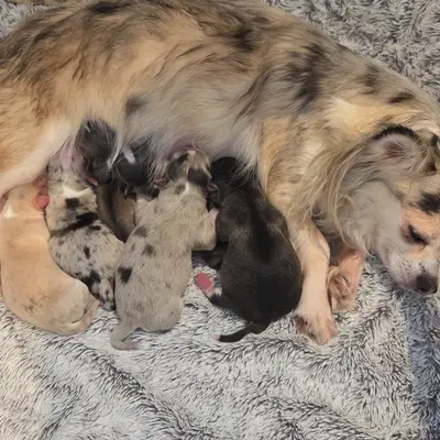 Hündin 1 - Chihuahua Welpe in Nordrhein-Westfalen