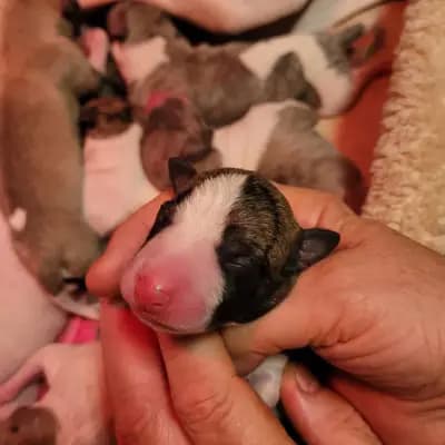 Bild aus Whippets of Poet‘s Corner  in Baden-Württemberg, wo unsere Whippet-Hunde in einer liebevollen Umgebung aufwachsen.