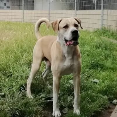 Foto von Vito, einem geretteten Dogo Canario in Berlin.
