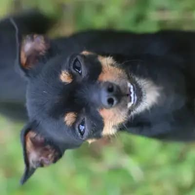 Mia