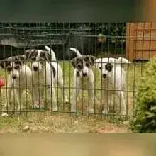 Celtic Hounds cover