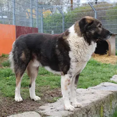 Foto von Sammy, einem geretteten Bergamasker Hirtenhund in Bayern.