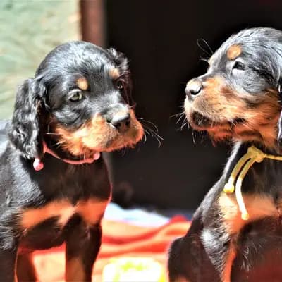 Galerie-Bild von Black Devil´s in Bayern, mit Eindrücken unserer Gordon Setter-Zucht.