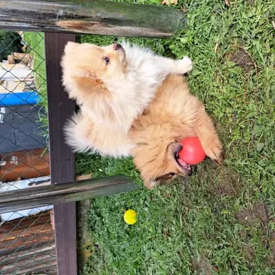 Bild aus Zwinger vom Wällerland  in Sachsen-Anhalt, wo unsere Zwergspitz-Hunde in einer liebevollen Umgebung aufwachsen.