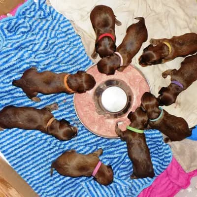Galerie-Bild von Dackel vom Kronprinzenkoog in Schleswig-Holstein, mit Eindrücken unserer Dackel-Zucht.