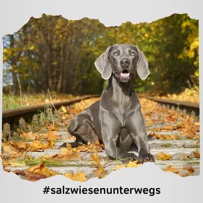 Galerie-Bild von Weimaraner von den Salzwiesen in Mecklenburg-Vorpommern, mit Eindrücken unserer Weimaraner-Zucht.