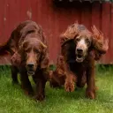 Irish Red Setter