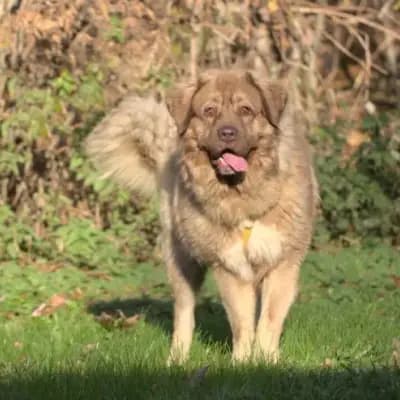Samson