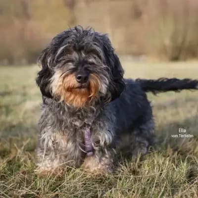 Ella