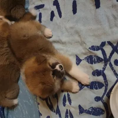 Yella – Akita Welpe, Wallonische Region, Raised by Akitaostbelgien Go Haiben Shunzansou