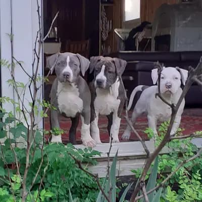 Galerie-Bild von Burnhardt's American XXL Bully in Saarland, mit Eindrücken unserer American Bully-Zucht.