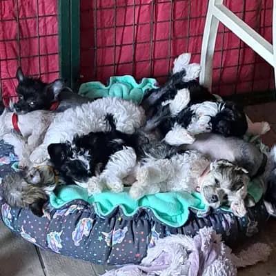 Bild aus Luch's Black Guardian  in Brandenburg, wo unsere Russischer Schwarzer Terrier-Hunde in einer liebevollen Umgebung aufwachsen.