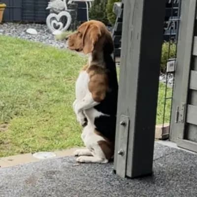Bild aus Vom Steinbrink  in Niedersachsen, wo unsere Beagle-Hunde in einer liebevollen Umgebung aufwachsen.