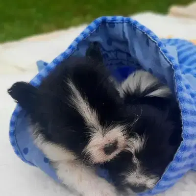 Papillon von der Schmetterlingsliebe  cover