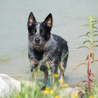 Foto von Boomer, einem Australian Cattle Dog-Elternhund in Schleswig-Holstein.