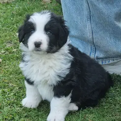 Australian shepherd welpen - Australian Shepherd Welpe in Niedersachsen
