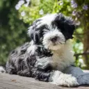 Tibet Terrier