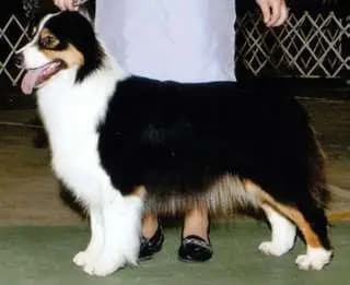 Galerie-Bild von Kennel Von Pfotenstolz in Schleswig-Holstein, mit Eindrücken unserer Welsh Corgi Pembroke-Zucht.