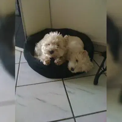 White Harmony's cover