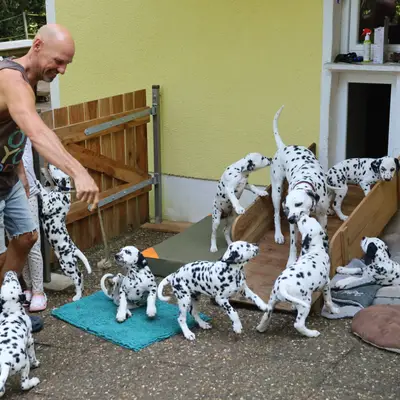 Bild aus Applecreek  in Bayern, wo unsere Dalmatiner-Hunde in einer liebevollen Umgebung aufwachsen.