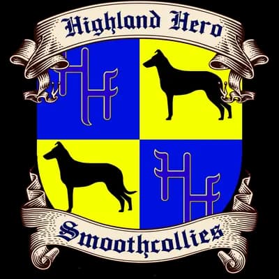 Galerie-Bild von Highland -Hero  in Saarland, mit Eindrücken unserer Collie (Kurzhaar)-Zucht.