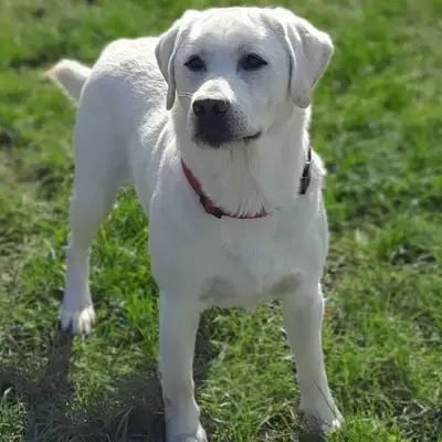 Amerikanische Showlinie weißer Labrador Deckrüde gekört Rö. 0/0 GRSK gen. 210 fach 0/0 - Labrador Retriever Welpe in Schleswig-Holstein