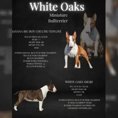 White Oaks cover