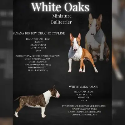 White Oaks cover