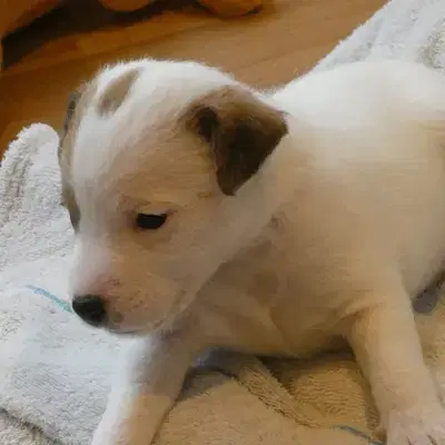 Jack Russell Terrier vom Quittengrund cover