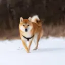 Shiba Inu