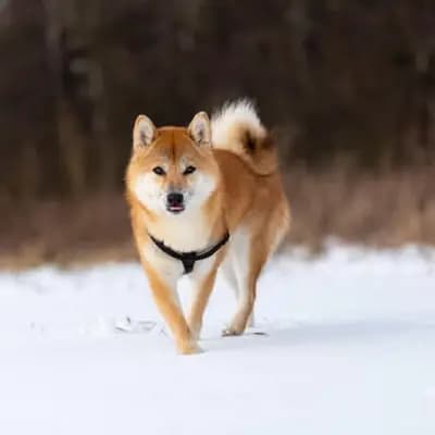 Shiba Inu – Hunderasse
