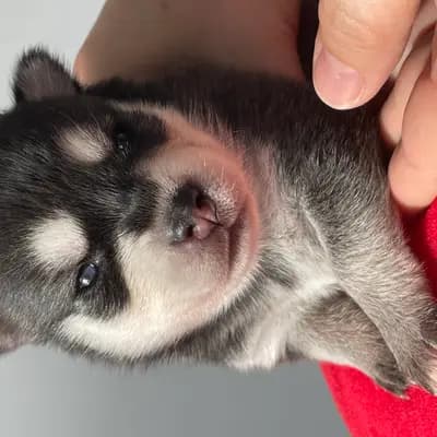 Bella – Alaskan Klee Kai Welpe, Baden-Württemberg, Aufgezogen von Alaskan Klee Kai at Aurora
