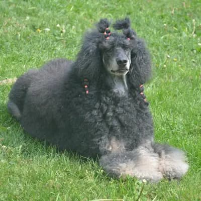 Bild aus Fantastic Phantoms in Rheinland-Pfalz, wo unsere Pudel-Hunde in einer liebevollen Umgebung aufwachsen.
