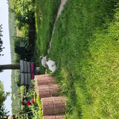Bild aus Magic of Dreams in Bayern, wo unsere Collie (Langhaar)-Hunde in einer liebevollen Umgebung aufwachsen.