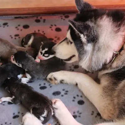 Galerie-Bild von Bright Little Bear  in Niedersachsen, mit Eindrücken unserer Siberian Husky-Zucht.