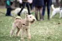 Sealyham Terrier