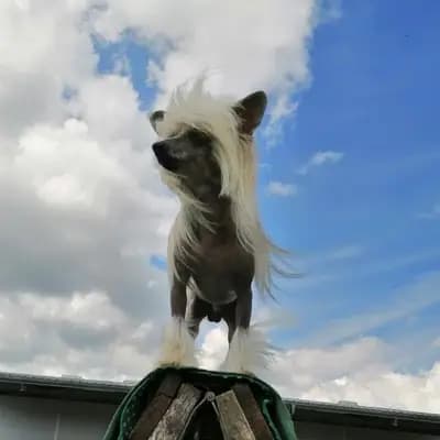 Bild aus The Bushwalker  in Niedersachsen, wo unsere Chinese Crested Dog-Hunde in einer liebevollen Umgebung aufwachsen.