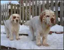 Clumber Spaniel