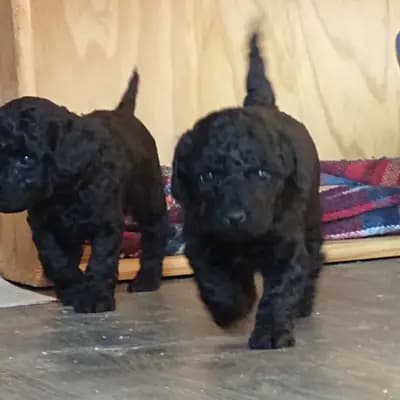 Bild aus Pudelzucht von der Jade in Niedersachsen, wo unsere Zwergpudel-Hunde in einer liebevollen Umgebung aufwachsen.
