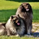 Wolfsspitz