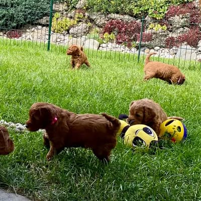 Bild aus Pippi Langstrumf‘s in Bayern, wo unsere Pudel (Toy)-Hunde in einer liebevollen Umgebung aufwachsen.