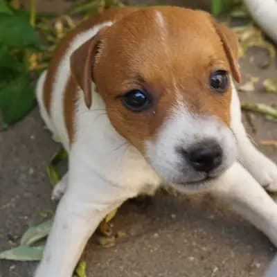 Bild aus vom Reichenwalder Land in Brandenburg, wo unsere Parson Russell Terrier-Hunde in einer liebevollen Umgebung aufwachsen.