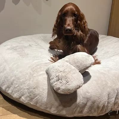 Galerie-Bild von of the maroon fellows in Bayern, mit Eindrücken unserer Irish Red Setter-Zucht.