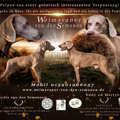 Unbenannt – Weimaraner Welpe, Brandenburg, Aufgezogen von Weimaraner von den Semonen