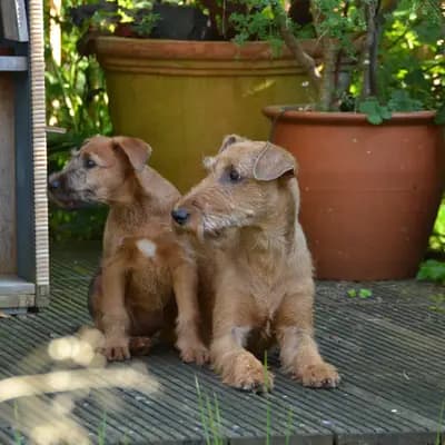 Galerie-Bild von Cú Chulainn's Irish Terrier in , mit Eindrücken unserer Irish Terrier-Zucht.