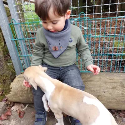 Bild aus Whippets of Poet‘s Corner  in Baden-Württemberg, wo unsere Whippet-Hunde in einer liebevollen Umgebung aufwachsen.