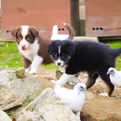 Bild aus Robert Muttenhammer  in Bayern, wo unsere Australian Shepherd-Hunde in einer liebevollen Umgebung aufwachsen.