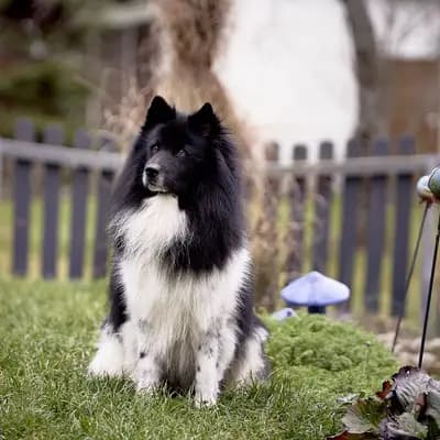 Bild aus Niemandsländer-aus-der-Rosenstadt in Baden-Württemberg, wo unsere Niemandsländer-Hunde in einer liebevollen Umgebung aufwachsen.